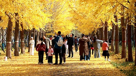河北經(jīng)貿(mào)大學(xué)：金秋銀杏節(jié)打造多元育人新場域