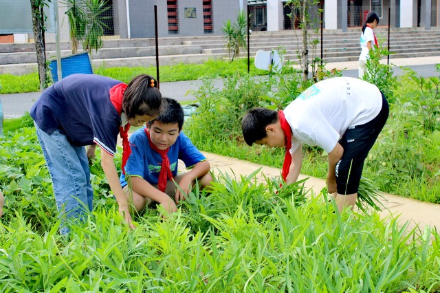 鐘山鎮(zhèn)第七小學(xué)的少先隊員代表們正在黨員教師的帶領(lǐng)下采摘成熟的蔬菜。 (2).jpg