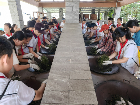 梧州市蒼海小學(xué)的同學(xué)們體驗(yàn)炒茶、制茶。.png