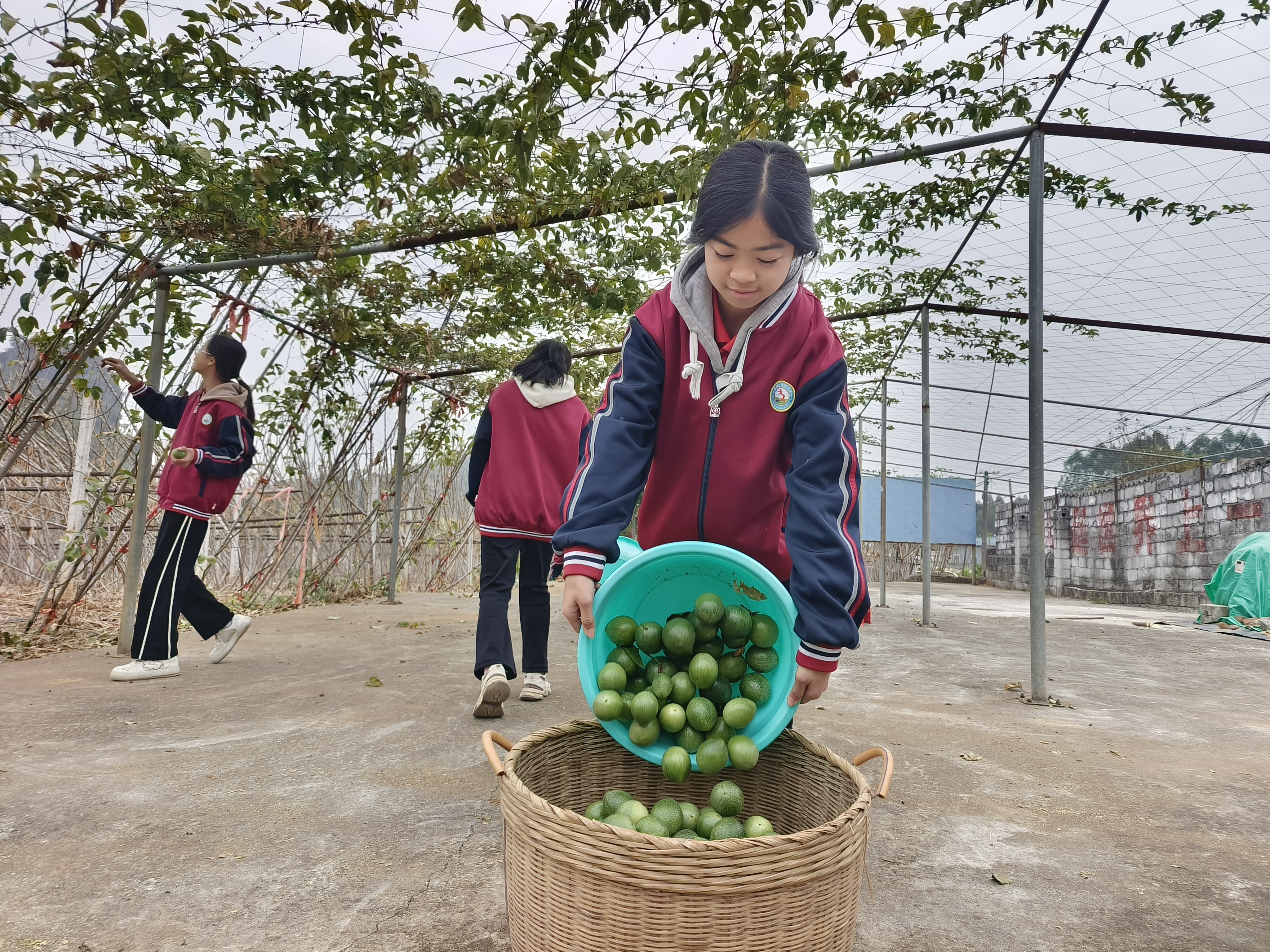 樟木三中學生在校內(nèi)勞動教育基地收百香果1.jpg 樟木三中學生在校內(nèi)勞動教育基地收百香果1.jpg