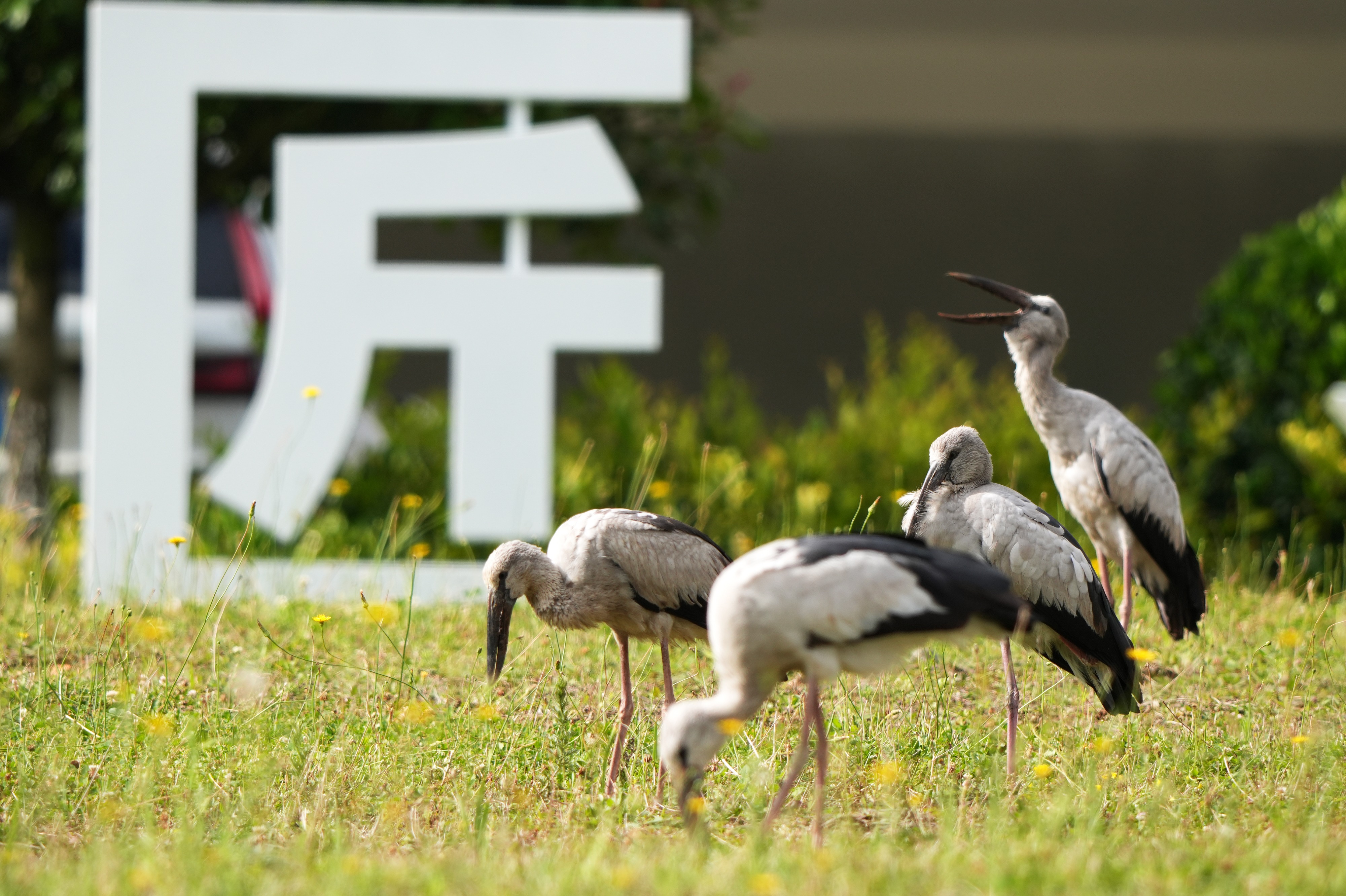 2026年7月27日，國(guó)家二級(jí)保護(hù)動(dòng)物鉗嘴鸛棲息在貴州工貿(mào)職業(yè)學(xué)院圖書(shū)館前草坪上，不時(shí)展翅、不時(shí)覓食。（岳剛   攝） (4).jpg